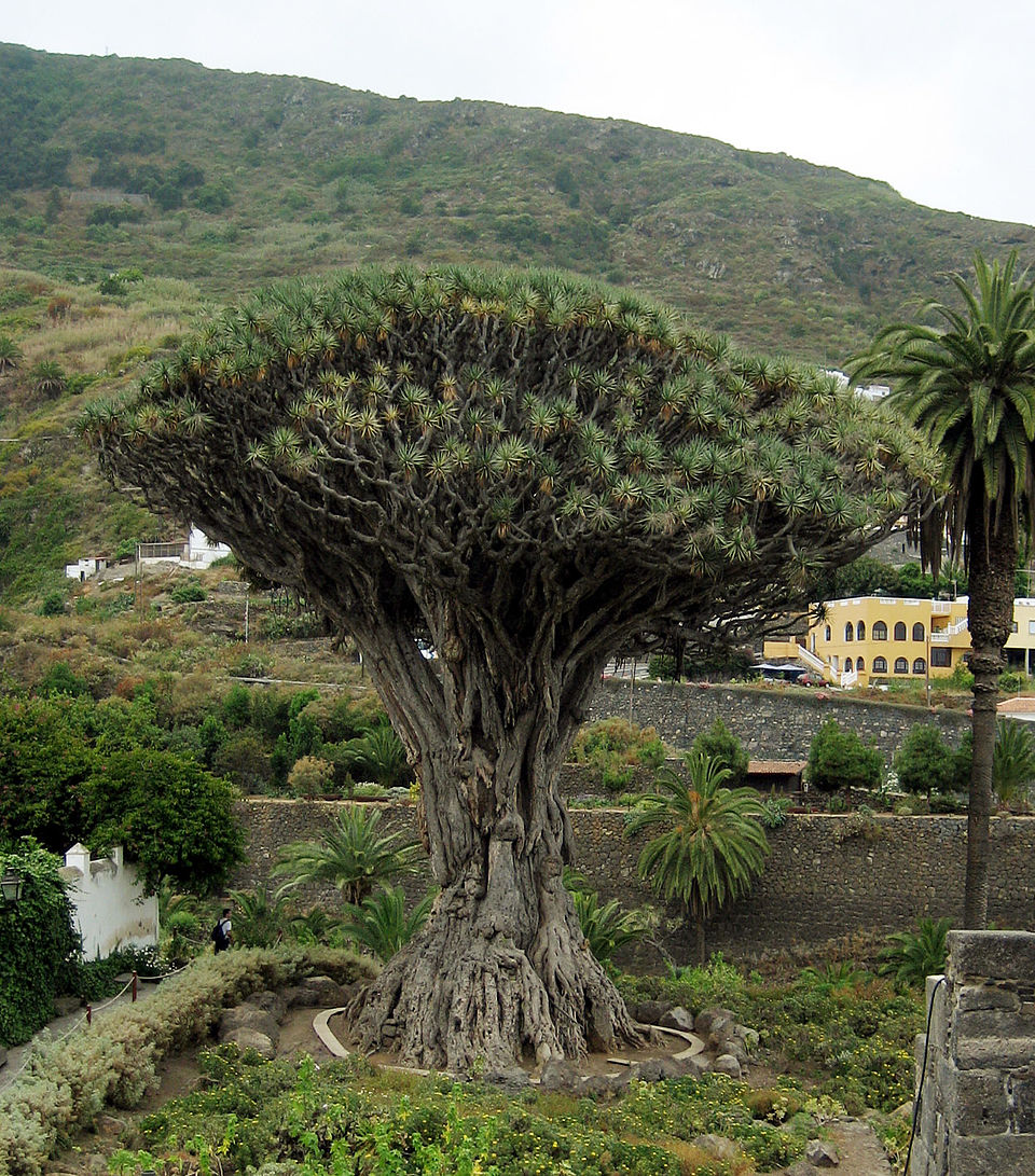 Der uralte Drachenbaum (Dracaena draco), bekannt für sein rotes Harz oder 'Drachenblut'