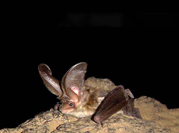Kanarische Langohrfledermaus (Plecotus teneriffae) mit ihren charakteristischen großen Ohren